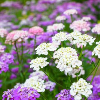 Candytuft Dwarf fairy