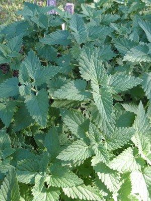 Catnip Catnip