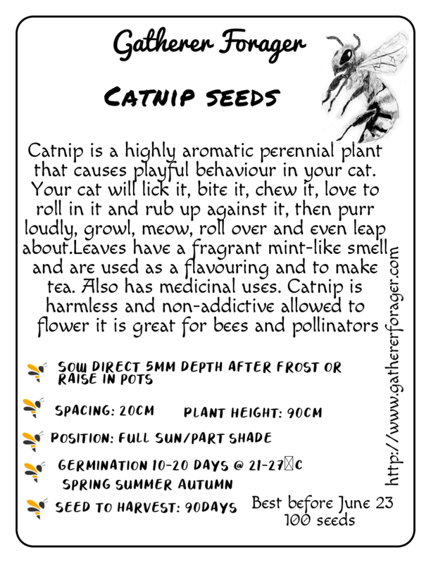 Catnip Catnip - Image 2