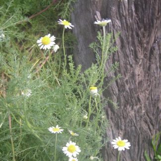 Roman Chamomile