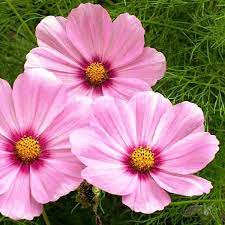 Cosmos pink sensation