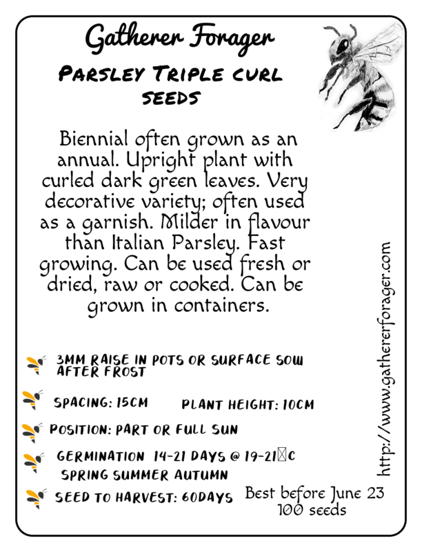 Parsley Triple Curled Parsley Triple Curled - Image 2