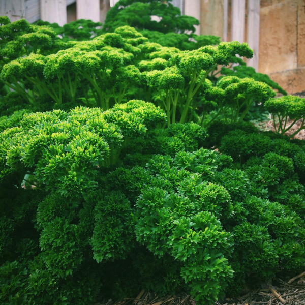 Parsley Triple Curled Parsley Triple Curled