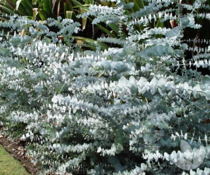 Silver dollar Eucalyptus pulverulenta (Silver-leaved Mountain Gum)