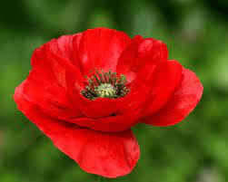 Poppy flanders red