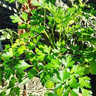 Parsley Italian flat leaf