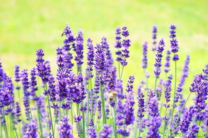 Lavender - True English