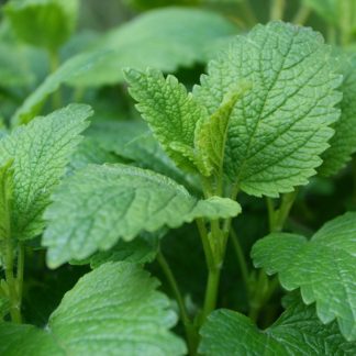 Lemon balm