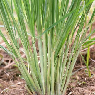 Lemongrass