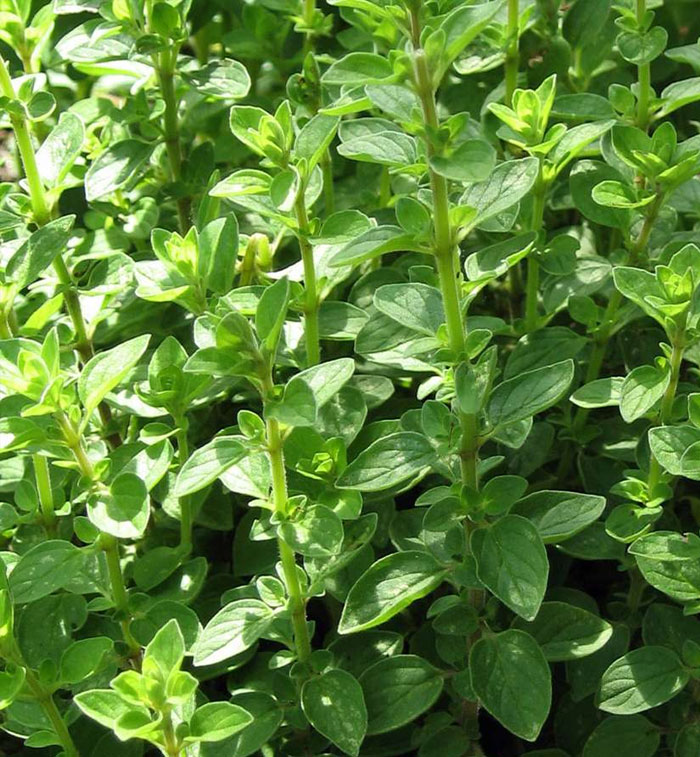 Oregano (wild marojam) Oregano (wild marojam)