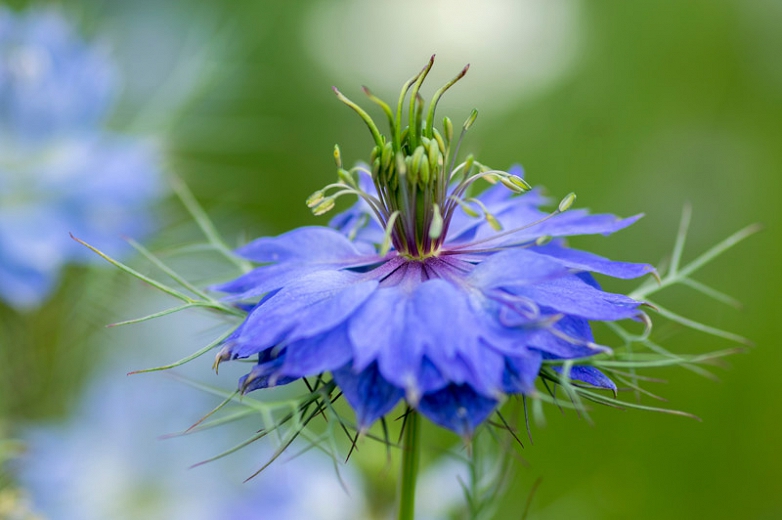 Love in the Mist Nigella Blue Love in the Mist Nigella Blue