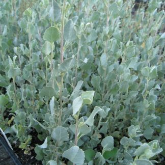 Atriplex nummularia - Oldman Saltbush