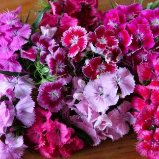 Sweet william tall double mix