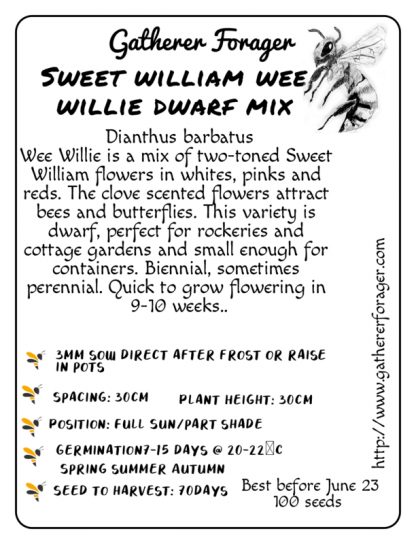 Sweet william wee willie dwarf mix
