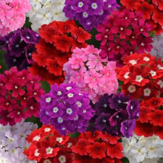 Verbena florest Mix