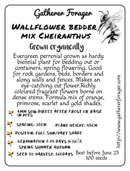 Wallflower Bedder mix