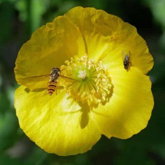 Yellow Welsh Poppy