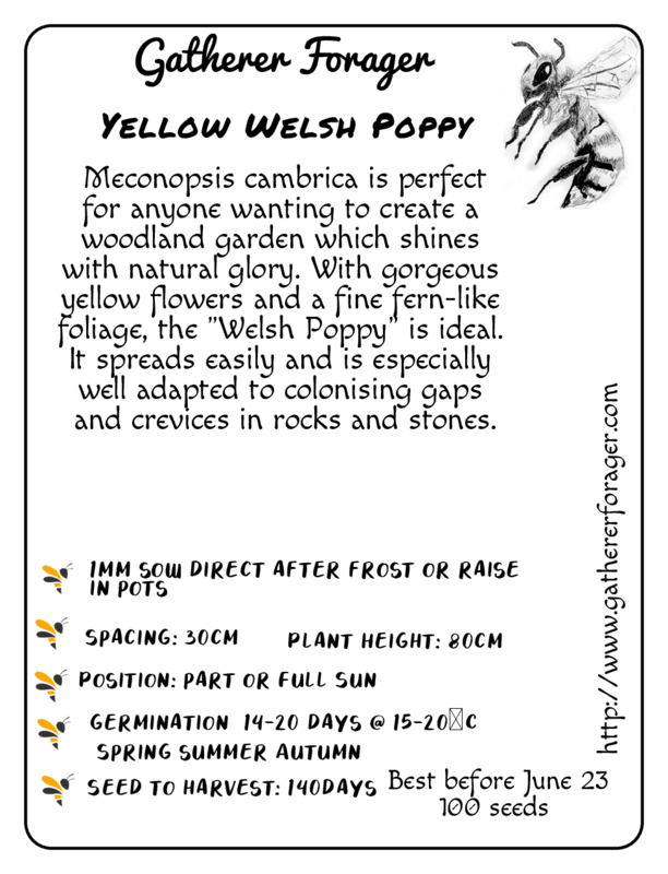 Yellow Welsh Poppy Yellow Welsh Poppy - Image 2