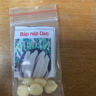 Sticky corn ( bắp nếp)