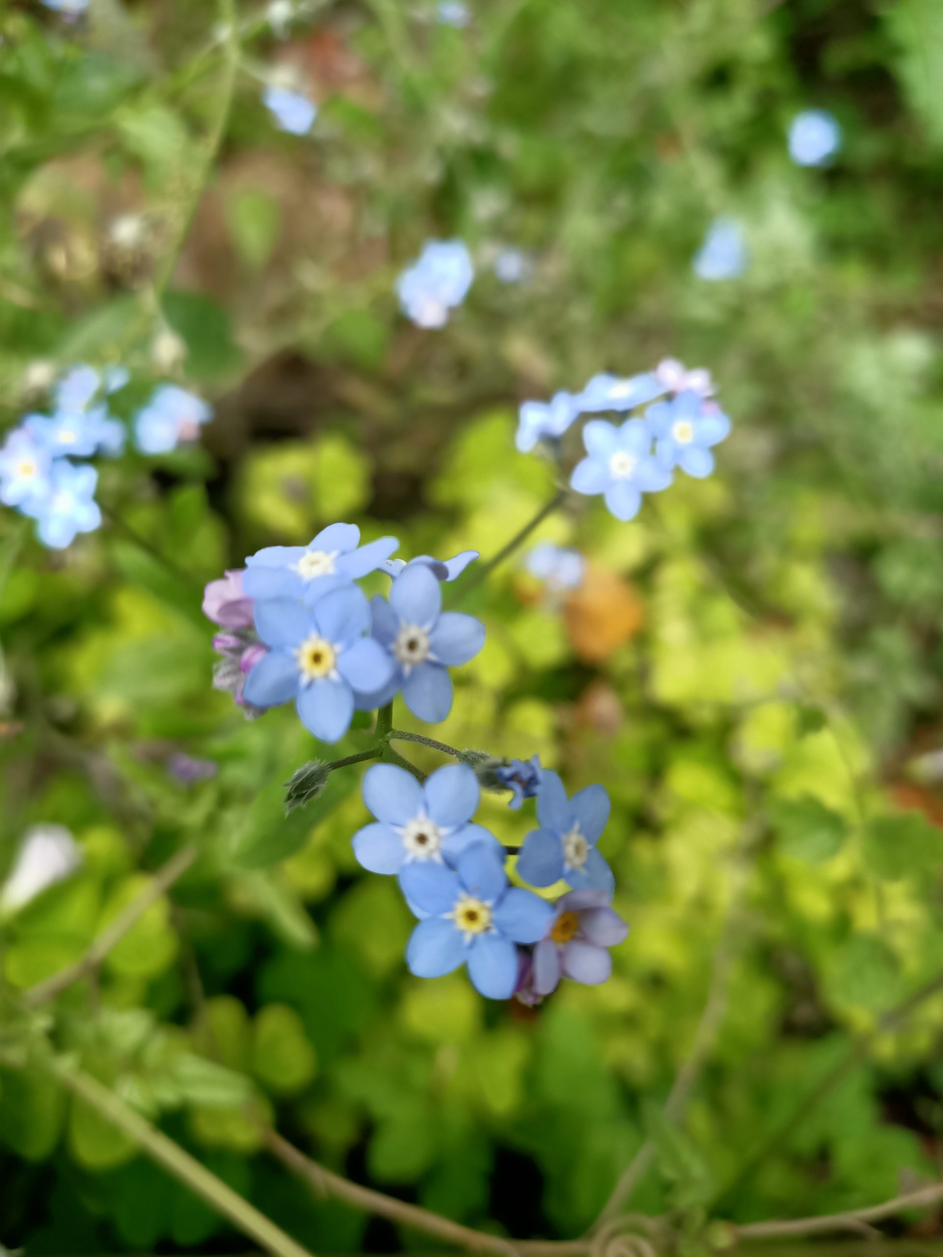 Forget Me Not Forget Me Not