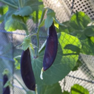 Snow Peas - Purple Podded