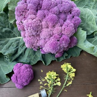 Purple Sicily Cauliflower