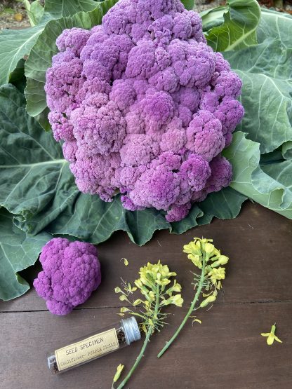 Purple Sicily Cauliflower