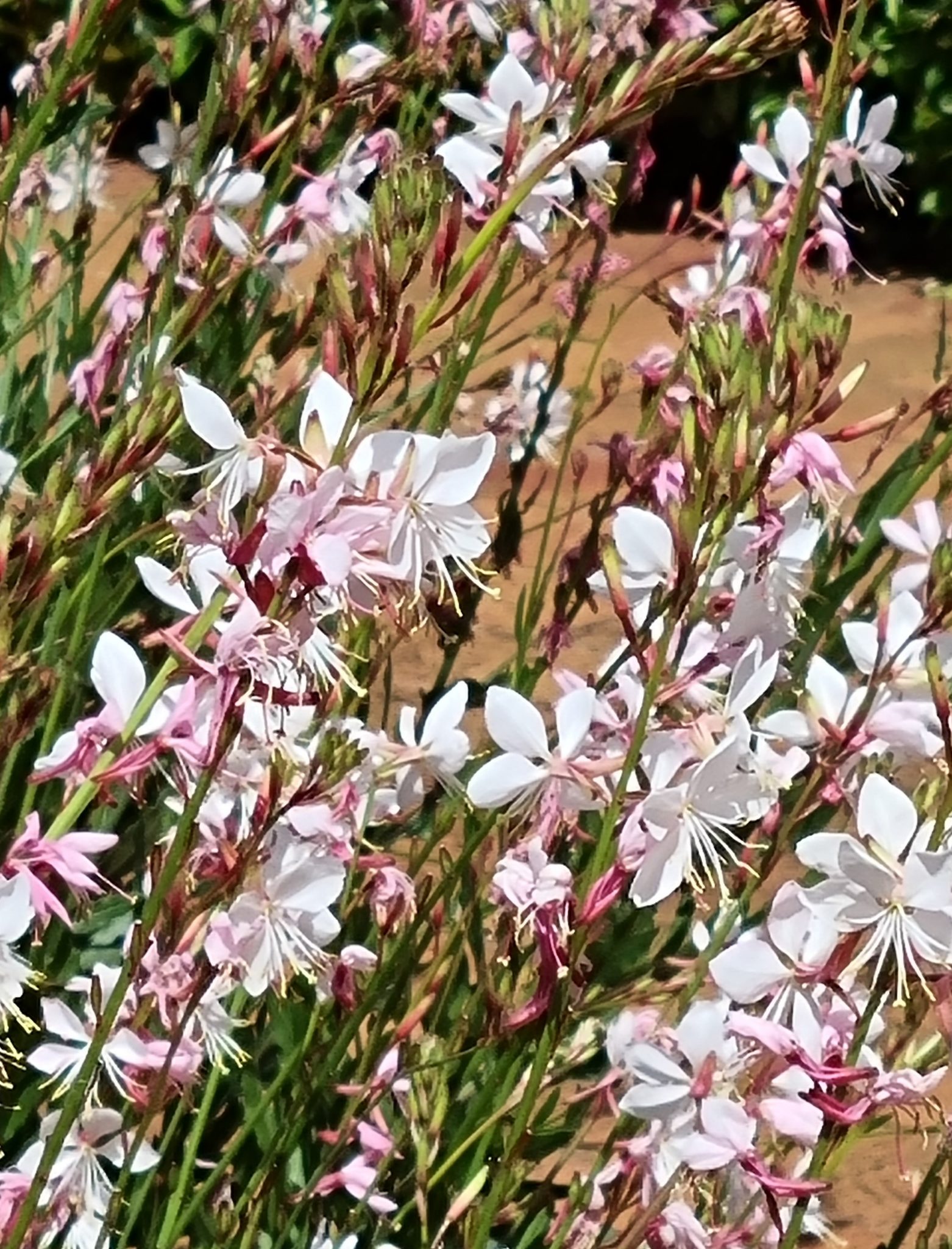 Gaura 'Butterfly Dark Pink'  White-Pink - Hardy plant