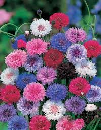 Cornflower double ball mix