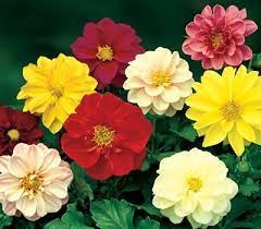 Dahlia unwins bedding