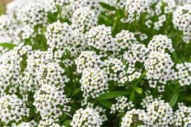 Snow Alyssum