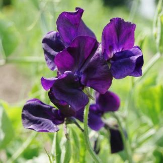 Purple Sweet Pea