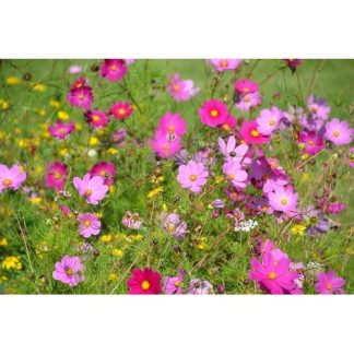 Cosmos Versailles Mix