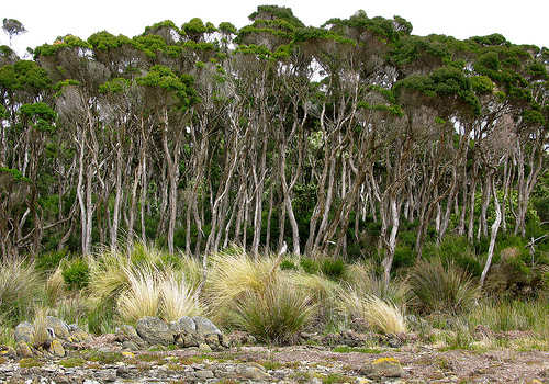 Melaleuca ericifolia - Swamp Paperbark Melaleuca ericifolia - Swamp Paperbark