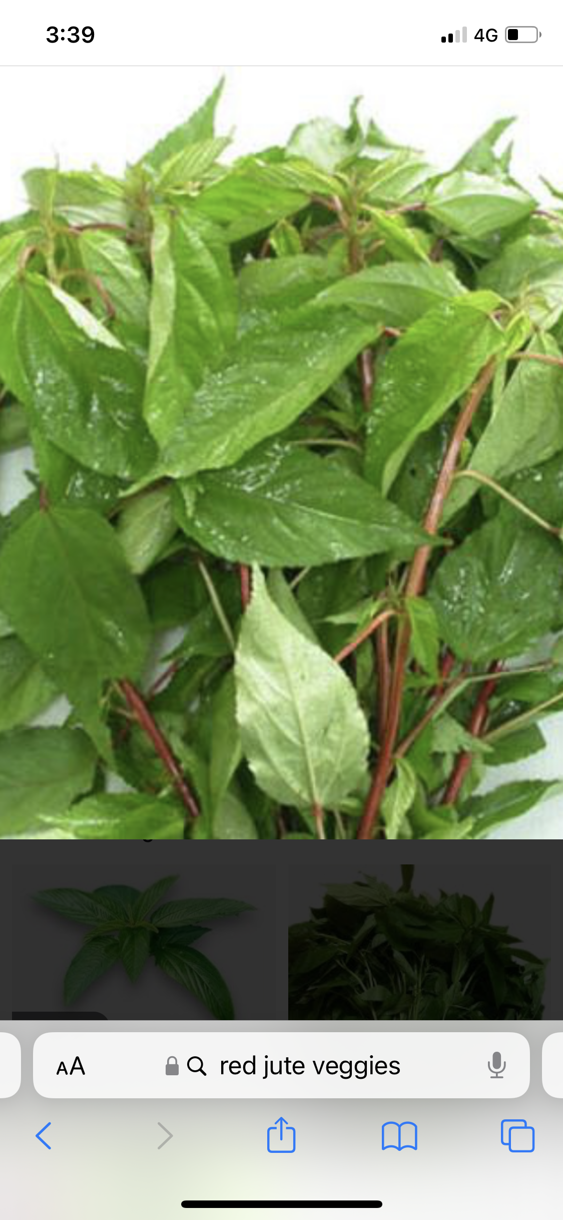 Egyptian spinach / jute / rau đay đỏ (red color) Egyptian spinach / jute / rau đay đỏ (red color)