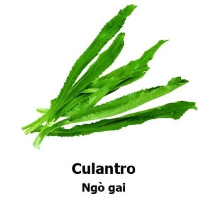 Culantro / Thai coriander / teethsaw / ngò gai