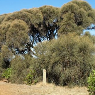 Allocasuarina verticillata - Drooping Sheoak