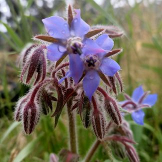 Borage