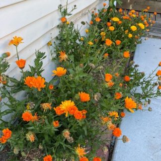 Calendula Mix