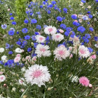 Cornflower Mix