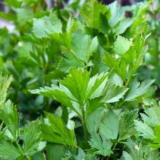Italian Flat Leaf Parsley