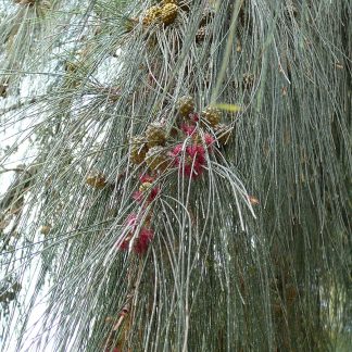 Casuarina equisetifolia -Weeping SheOak, FREE POSTAGE, 30 seeds