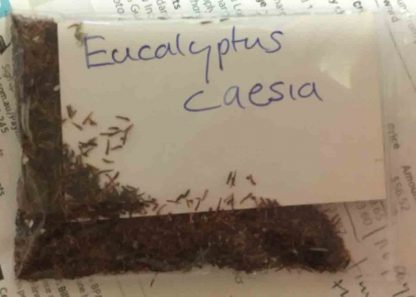 Eucalyptus caesia – Silver Gungurru Mallee SEED x 100