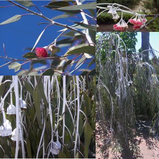 Eucalyptus caesia – Silver Gungurru Mallee SEED x 100