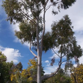 Eucalyptus citriodora - Lemon Scented Gum SEED x 50