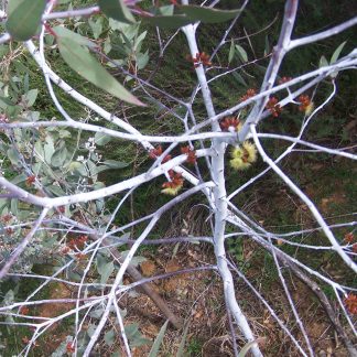 Eucalyptus desmondensis - Desmond's Mallee SEED x 100. Australian Native