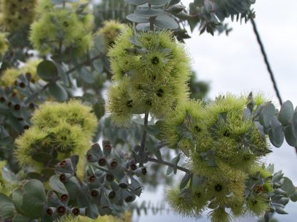 Eucalyptus kruseana – Kruse's Mallee, seed x 100. Australian Native