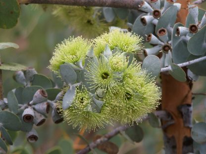Eucalyptus kruseana – Kruse's Mallee, seed x 100. Australian Native