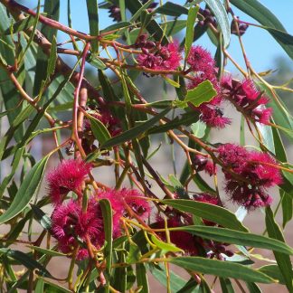 Eucalyptus lansdowneana - Crimson Mallee, seed, x100. True crimson flower