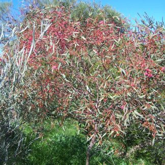 Eucalyptus leucoxylon – Pink Flowering Yellow Gum, seed, x 100, Australian Native